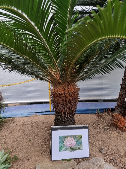 청주랜드-소철암꽃