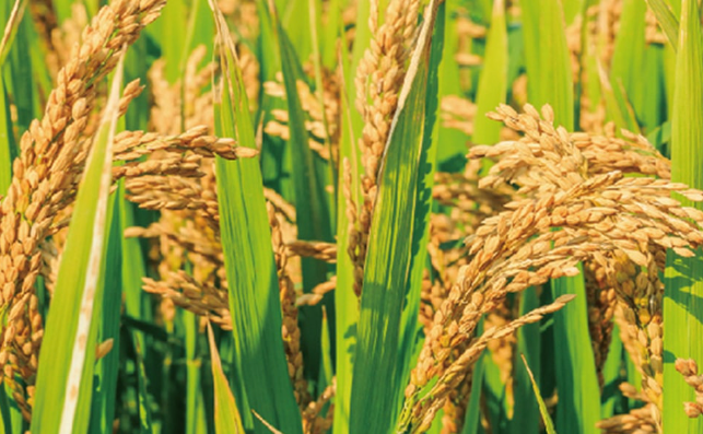 바나듐쌀이란 바나듐쌀 효능 원산지 생산지 먹는법 부작용