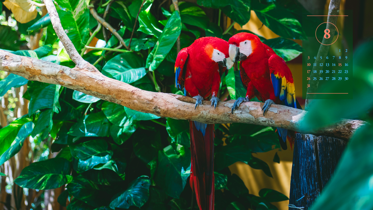 10 머리를 맞대고 있는 스칼렛 마카우 한쌍 A - 2025년8월 노트북배경화면