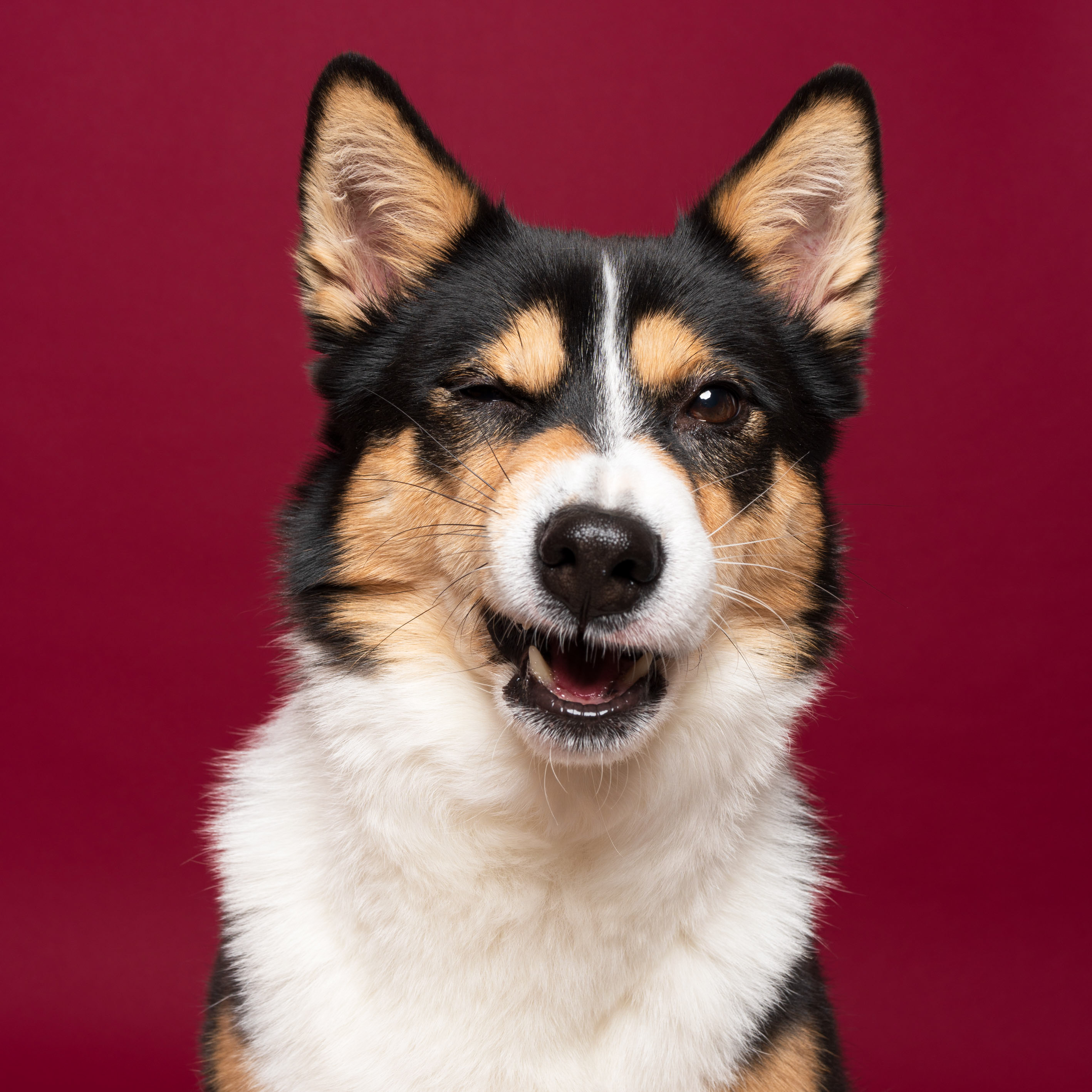 black and white jindo dogs photo with sony sel2860 lens