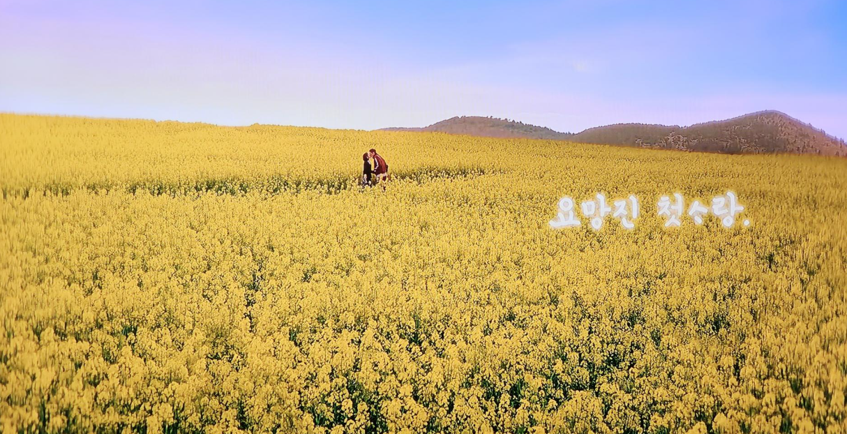 폭싹 속았수다 유채꽃 촬영지, 고창 학원농장 관련 글 사진 자료