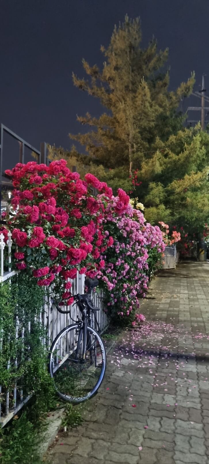 2025 중랑 서울 장미축제 기간 일정 가는길