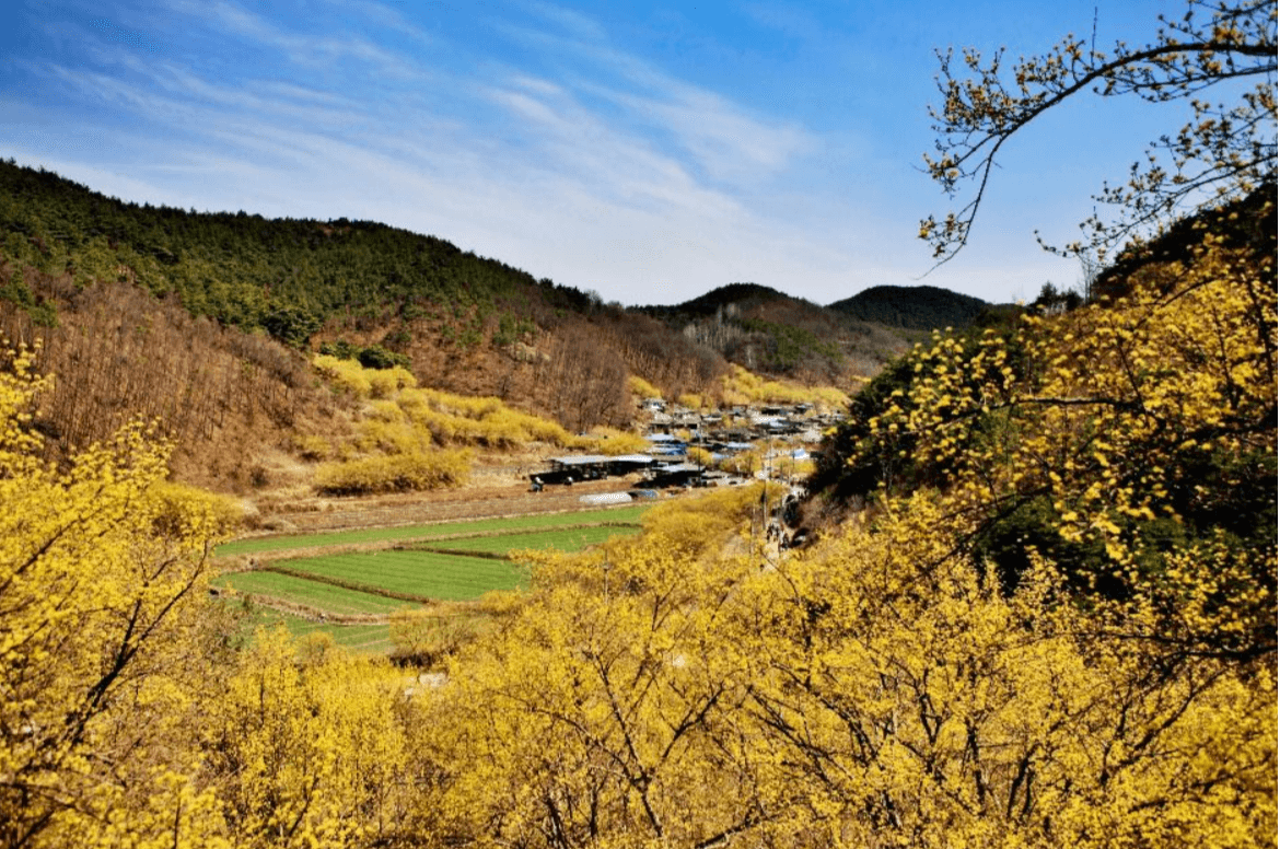 의성 산수유 축제 일정