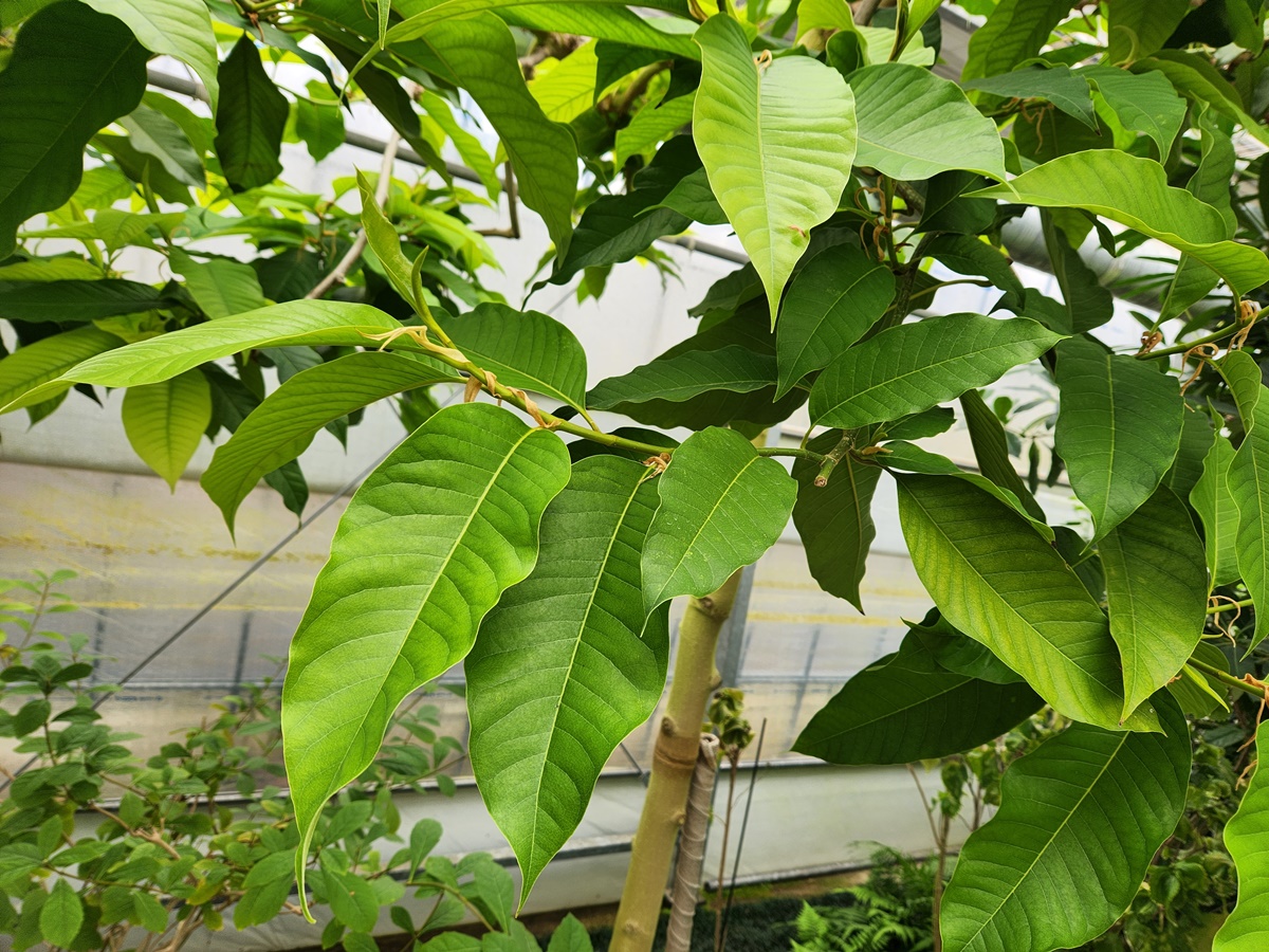참파카초령목(첨복나무)