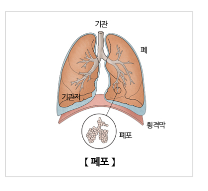 페포-이미지