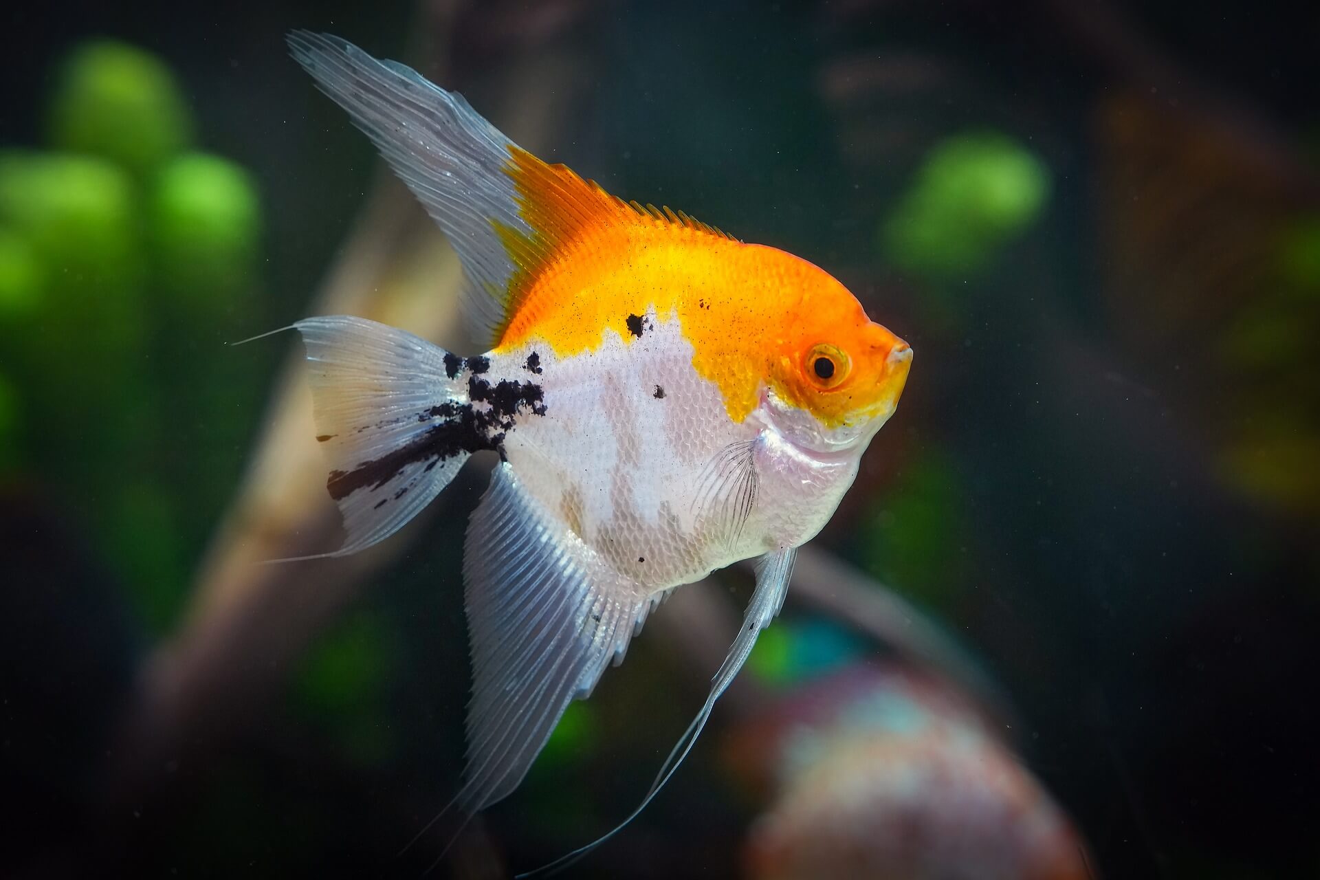 멸종위기 동식물 톱상어, 연안 서식 환경 변화와 개체 수 감소의 배경