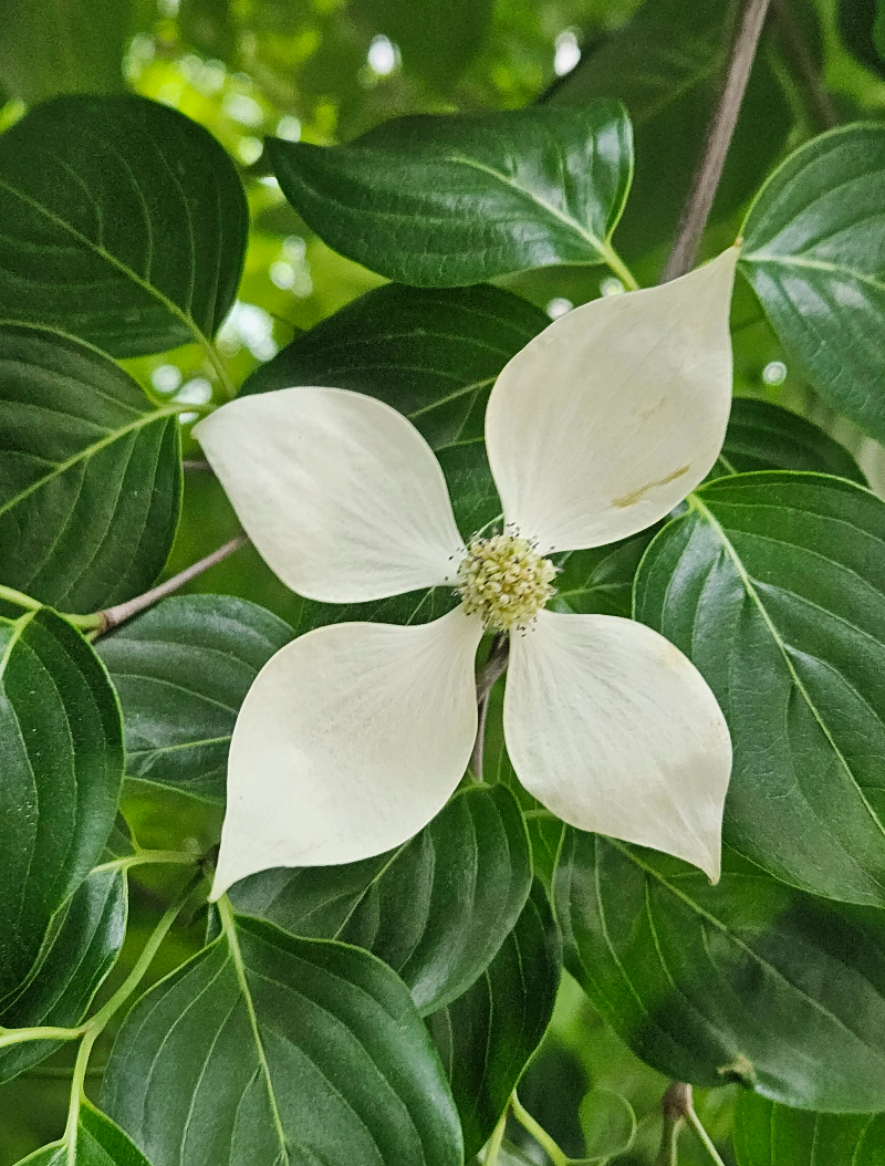 산딸나무2