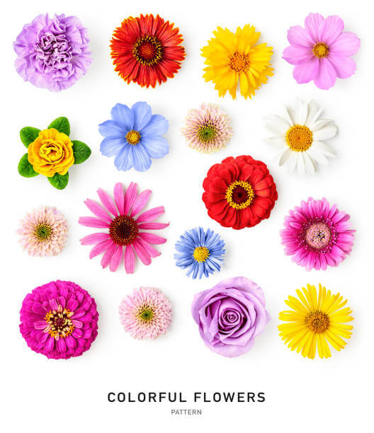 2025 화담숲 입장료 모노레일 주차장