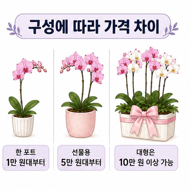 한 포트 개화주와 여러 포트를 합친 선물용 화분의 구성에 따라 가격이 달라지는 모습을 비교한 이미지