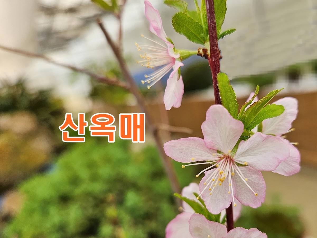 산옥매