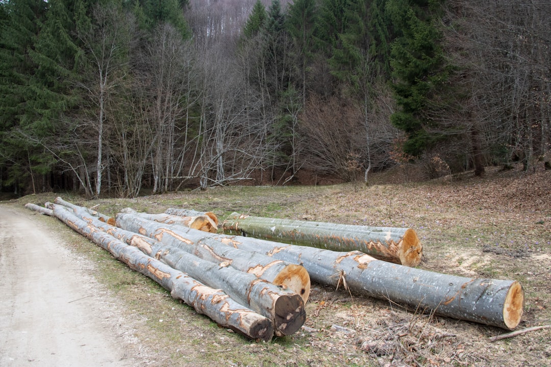 forestry direct payment