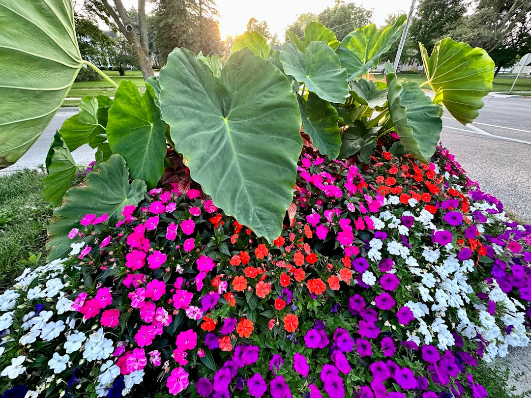 Colocasia