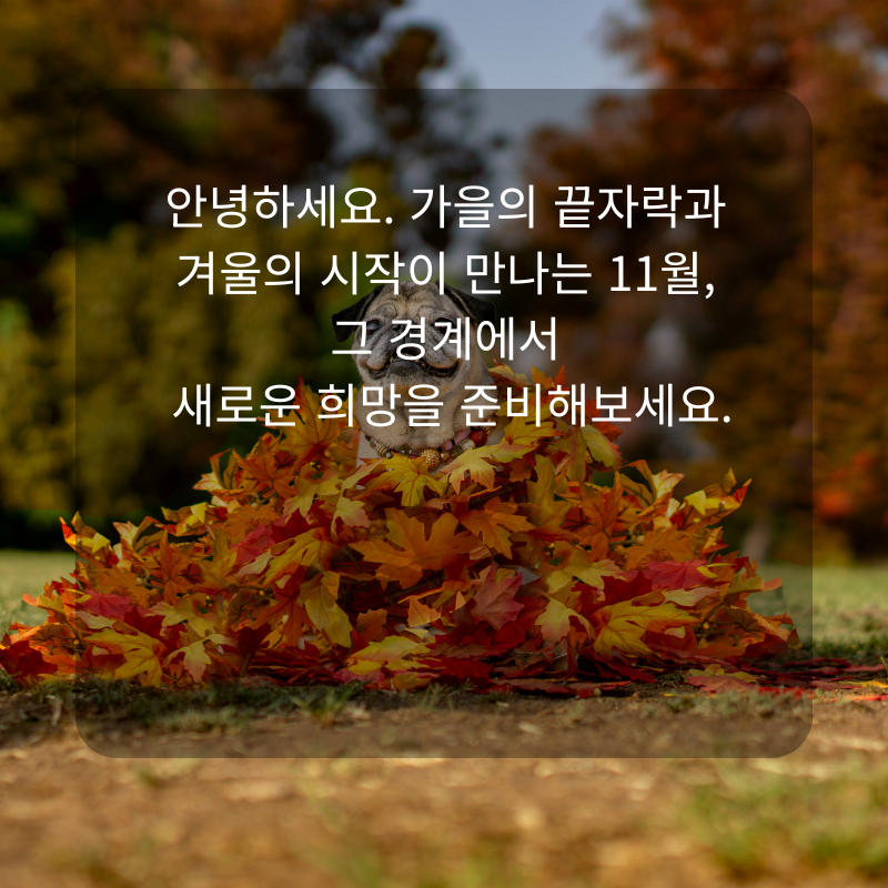 11월 인사말 문구 이미지 가을 겨울 인사글 모음집
