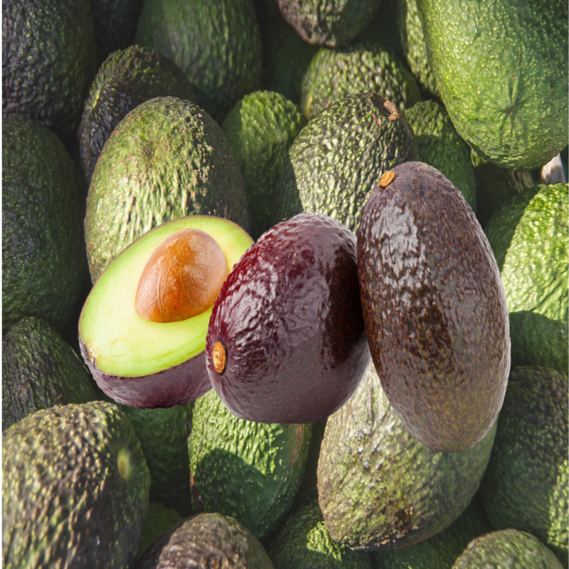 아보카도 보관법 후숙과일 특성알기