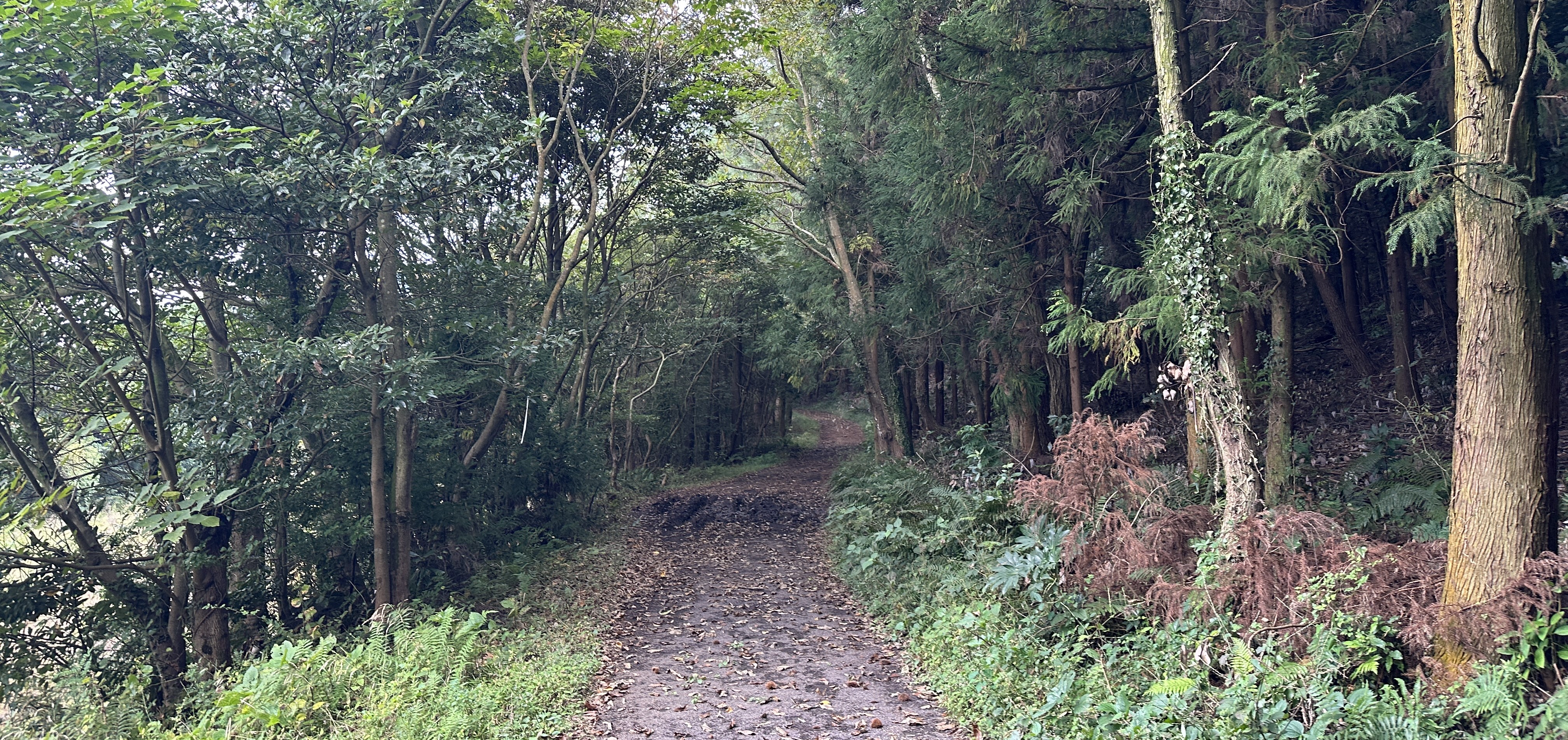 괭이모루 숲길 산책로