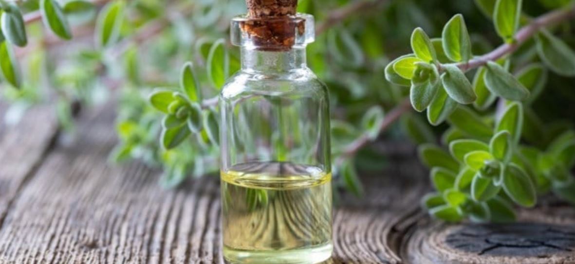 마조람 Marjoram