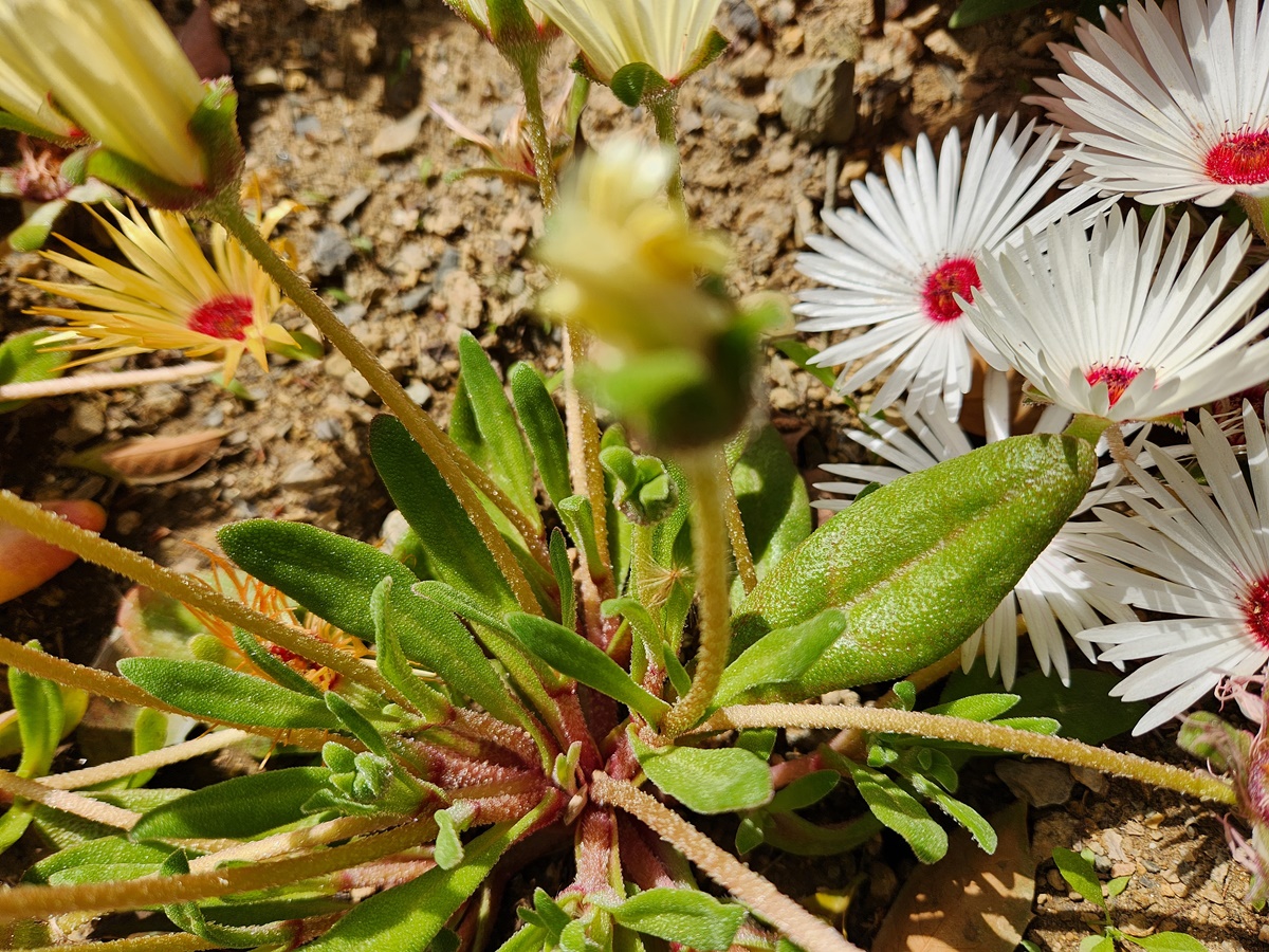 리빙스턴데이지 Livingstone Daisy
