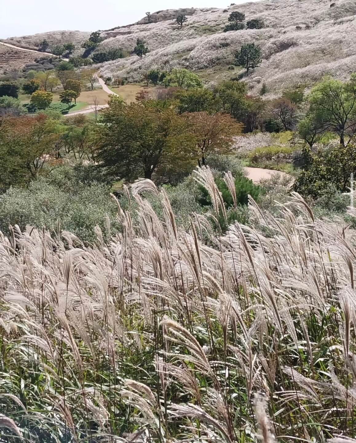 황매산 억새축제기간