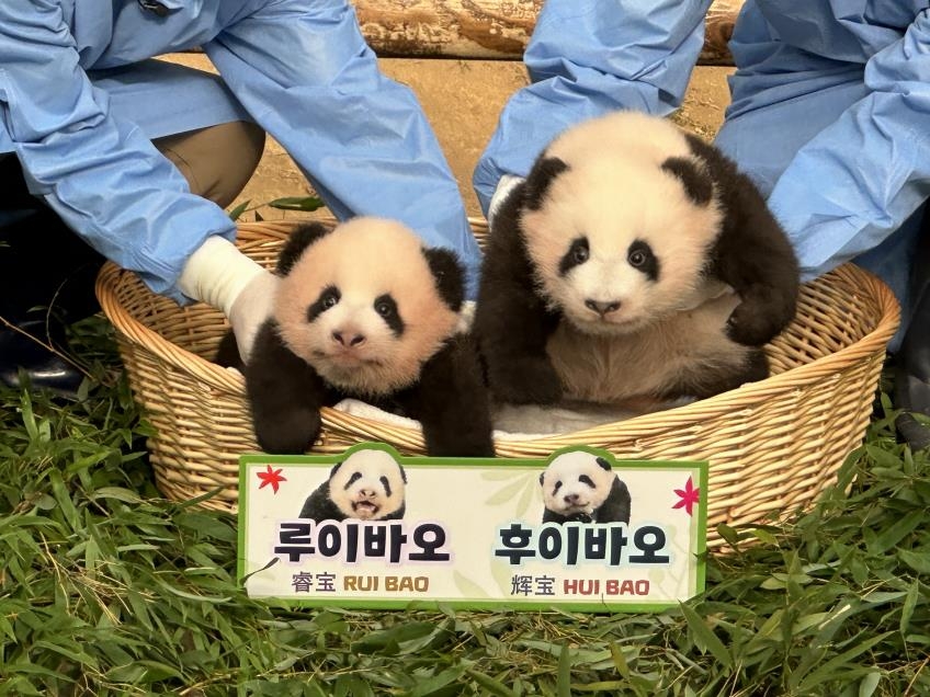 쌍둥이 판다 이름 &#39;루이바오&#39;&#44; &#39;후이바오&#39; 로 결정!