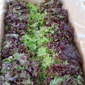 청상추 재배 모종 선택 잎 수확 습도 관리_9