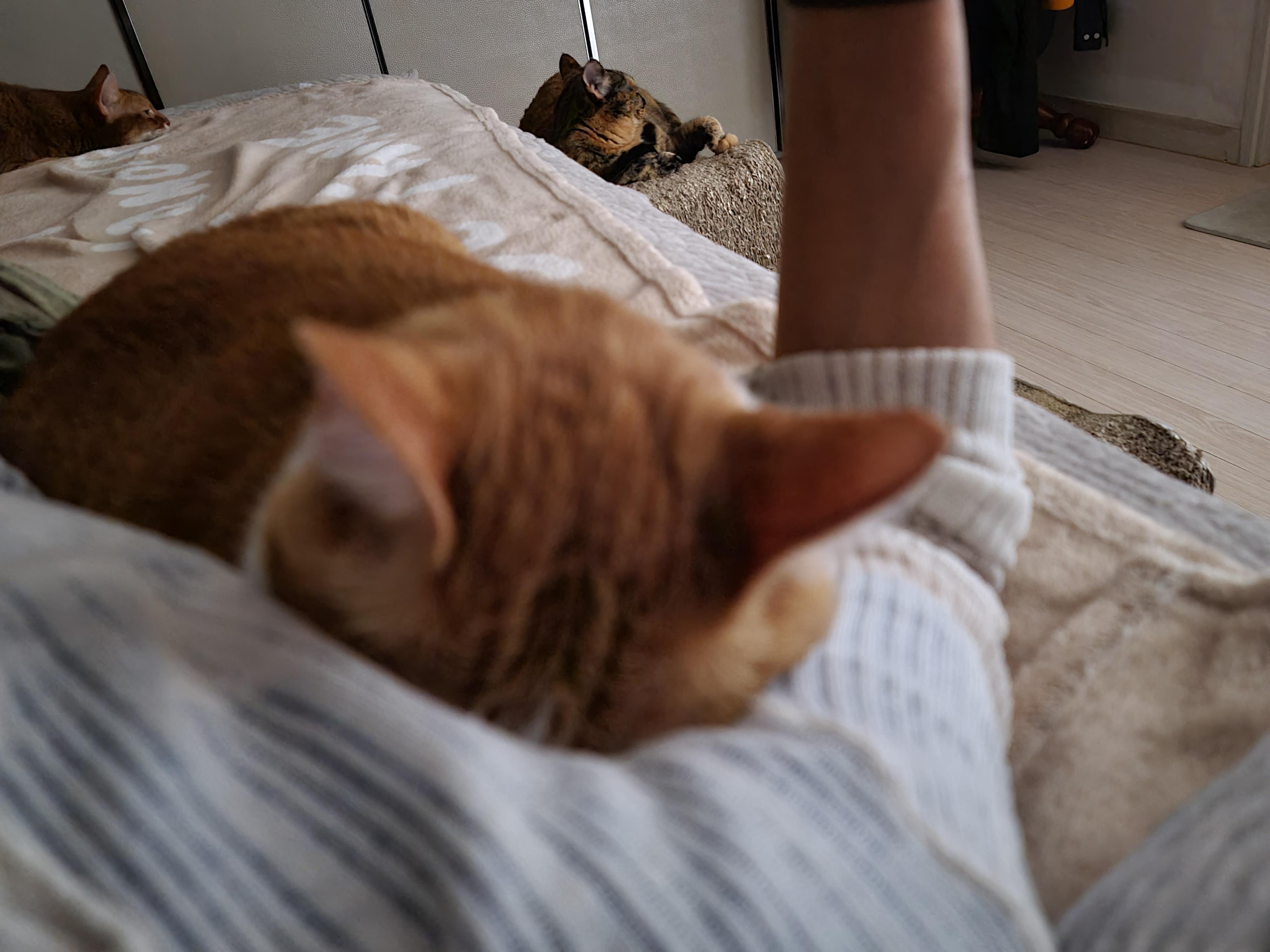 호야의 업그레이드 된 애교. 고양이 애교영상. 고양이 애교맛집.