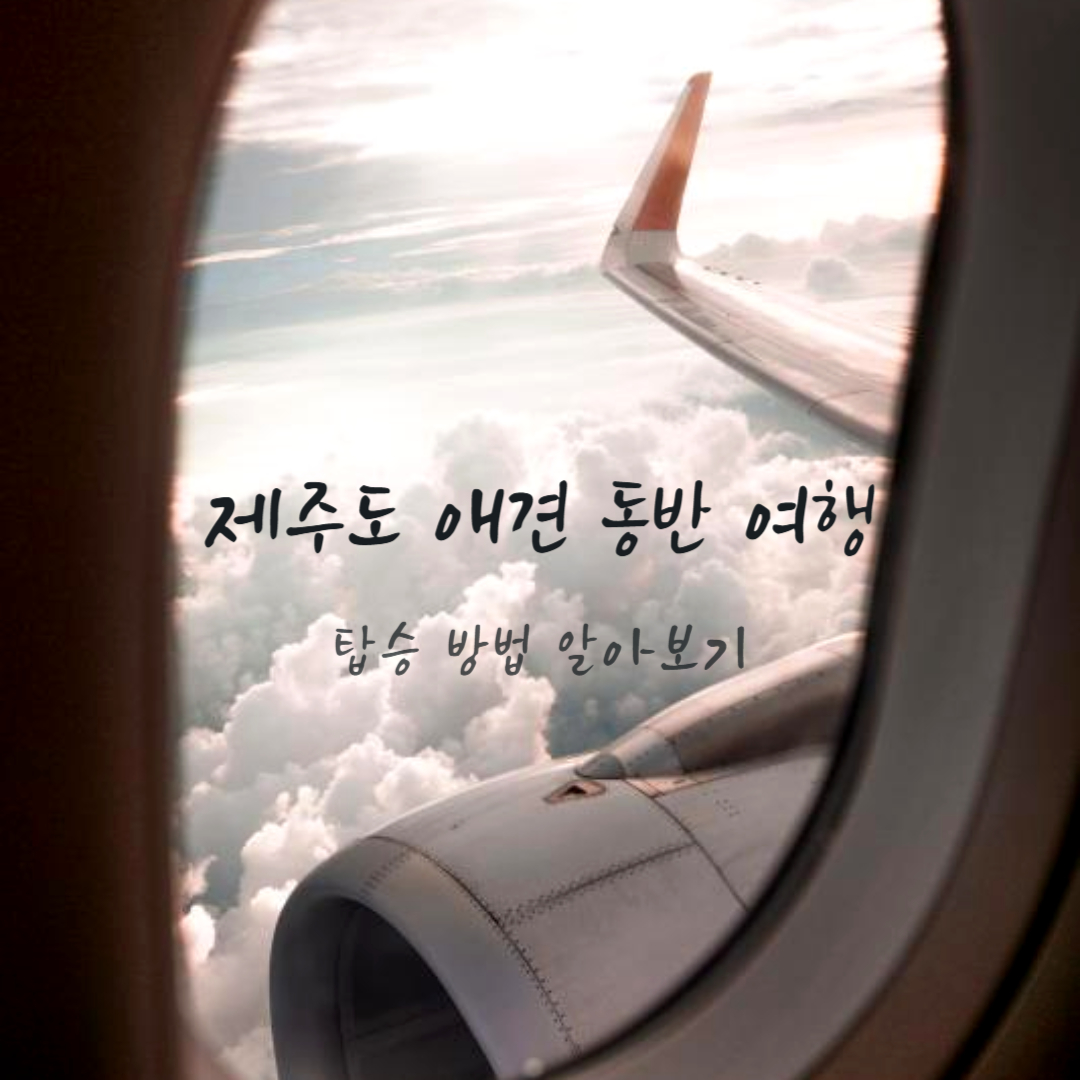 제주도 애견 동반 여행, 강아지 비행기 탑승 및 방법