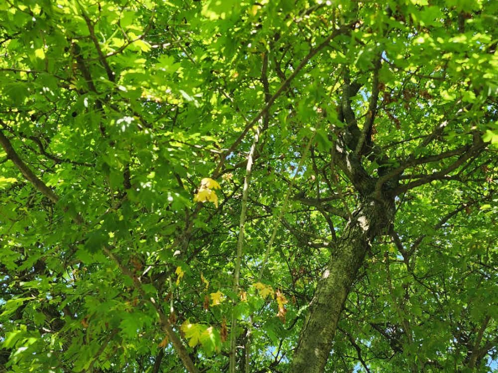 아파트 화단의 산사나무