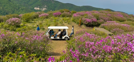 합천 황매산 철쭉제3