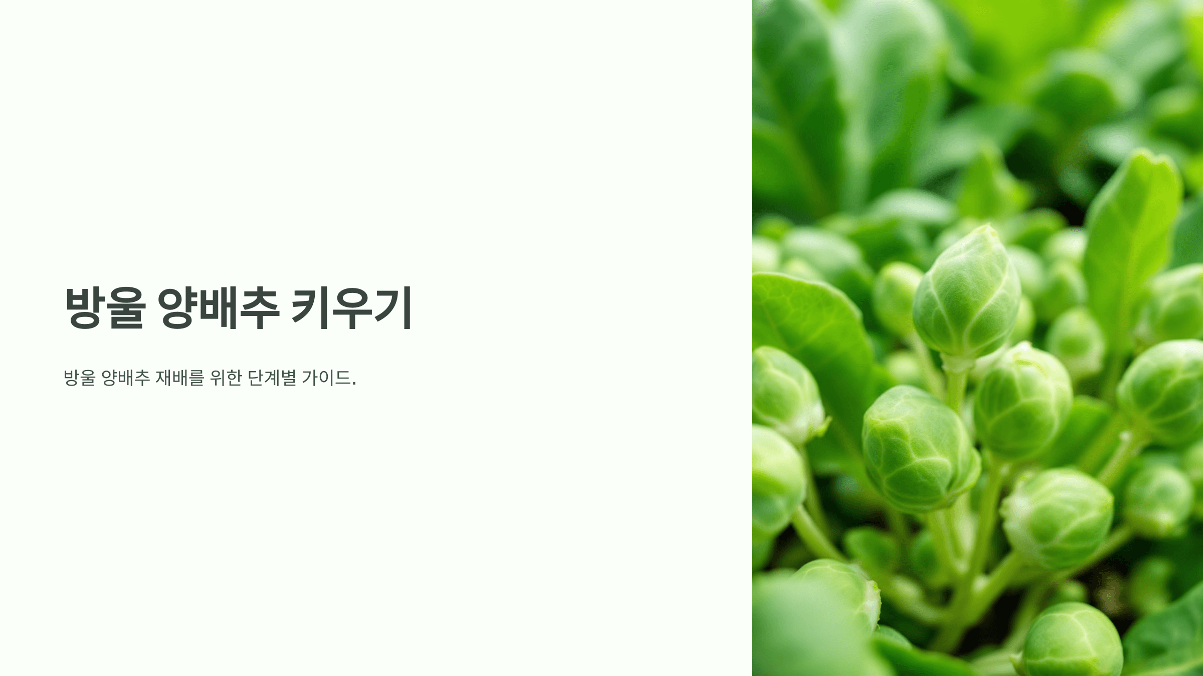 방울양배추 사진입니다.