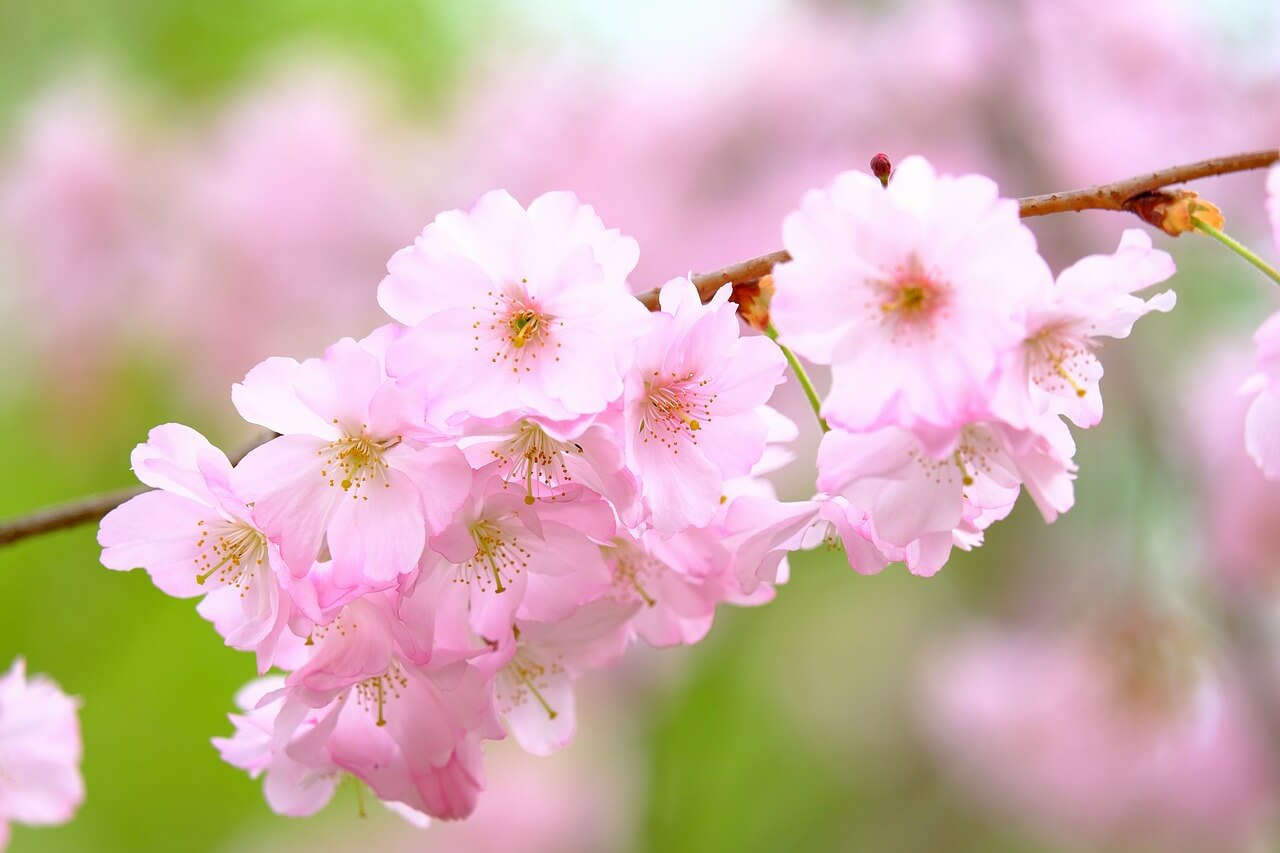 청명 인사말 모음
