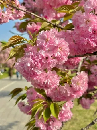 겹벚꽃 개화시기 숨겨진 명소_4