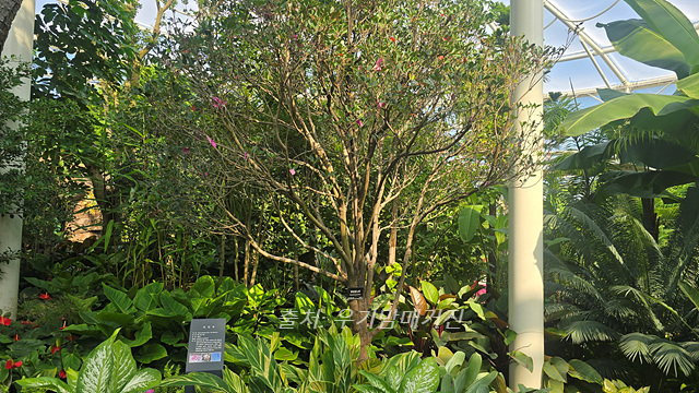 24년 순천만 국가정원 식물원 동문 순천여행