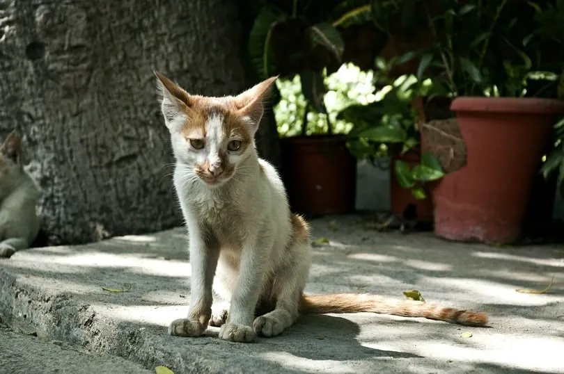 고양이 적정 체중 유지하는 법