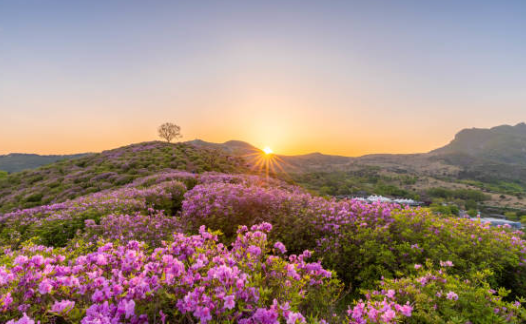 황매산 철쭉제