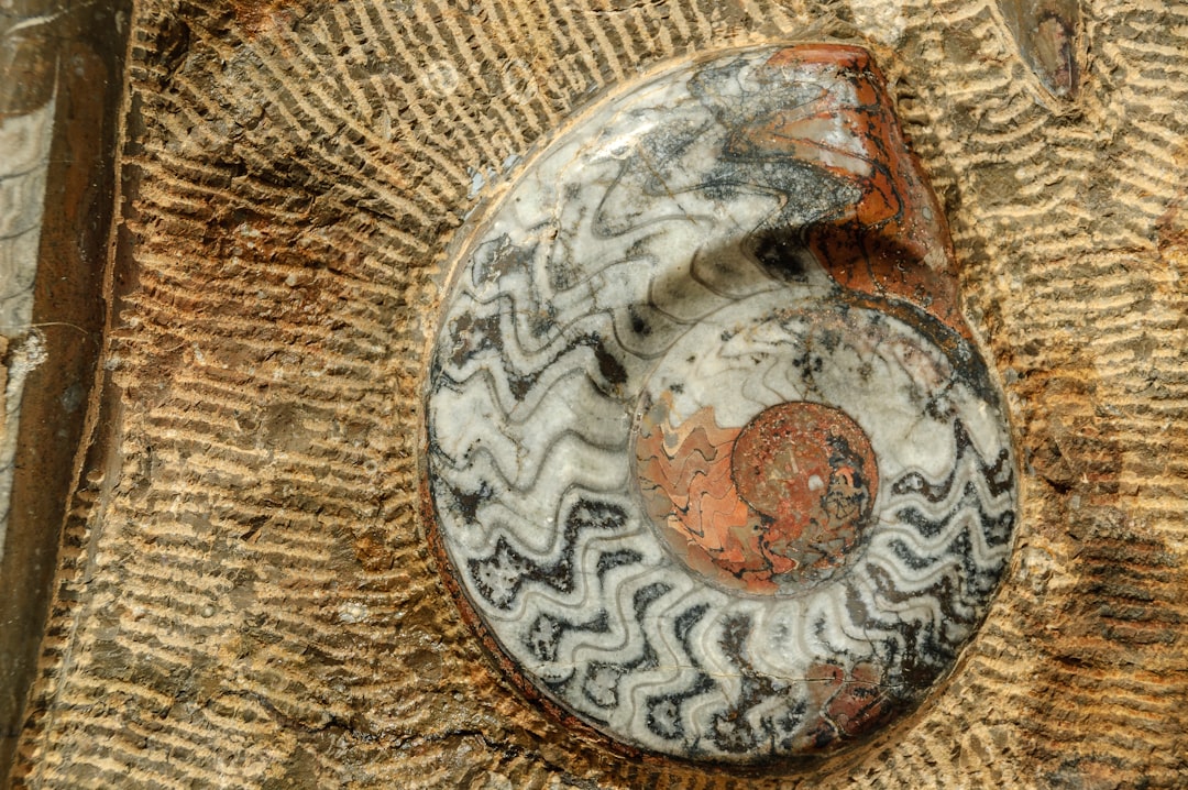 Nautilus