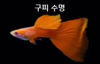 구피 수명