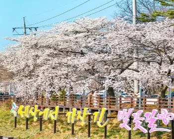 대청호 벚꽃축제_3