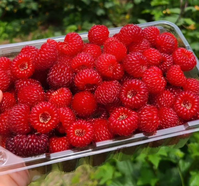 울산 오디 미니농원 울산광역시 뽕나무 오디 따기 체험 정보 6시 내고향 6월 4일 방송