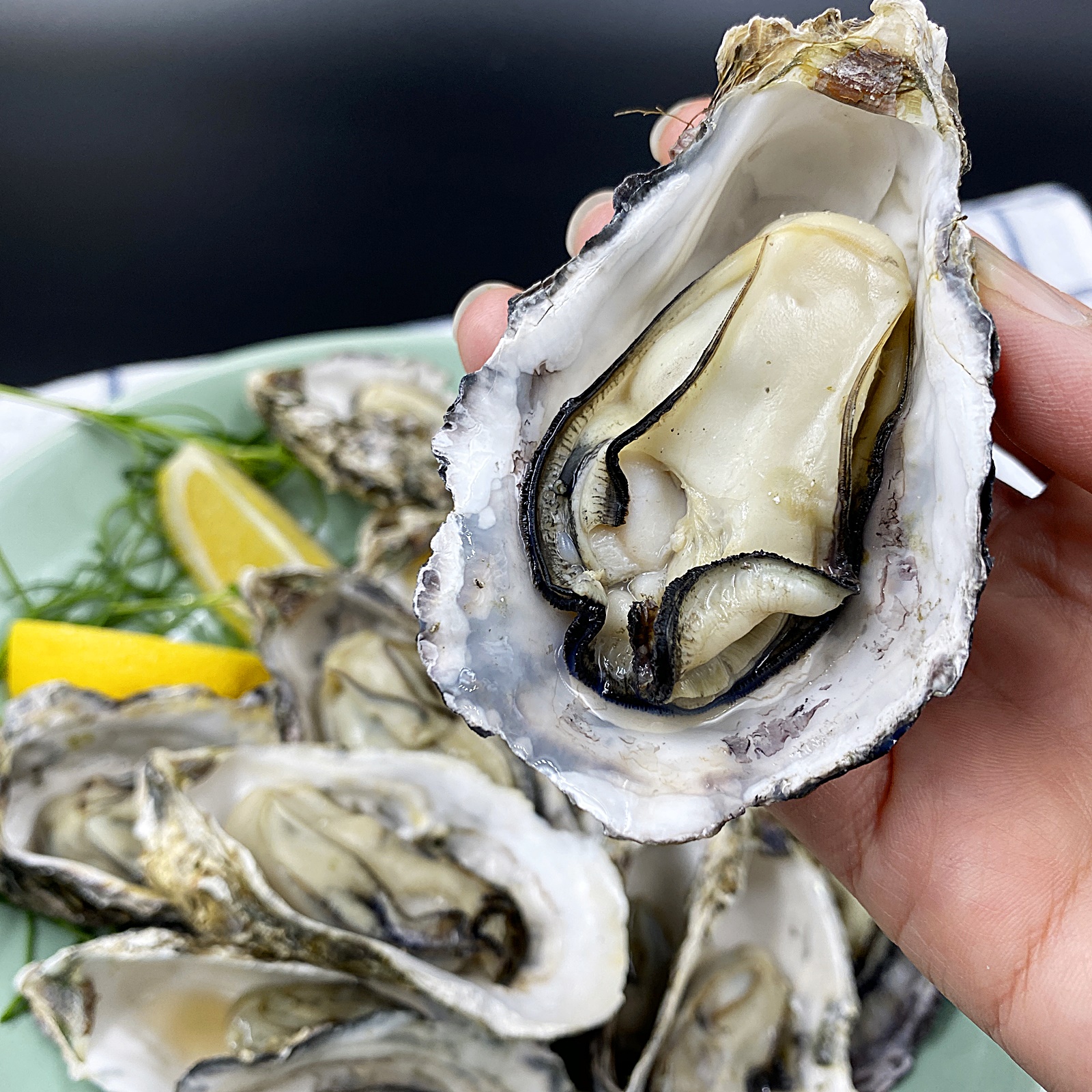 찐 하프셀 굴을 한 손에