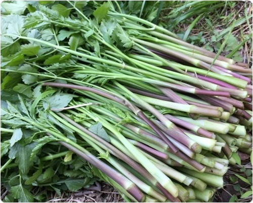 미나리무침 만드는 법