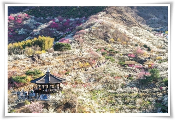 "매화" 겨울을 깨우는 은은한 향기의 비밀을 간직한 백매화 홍매화 청매화!