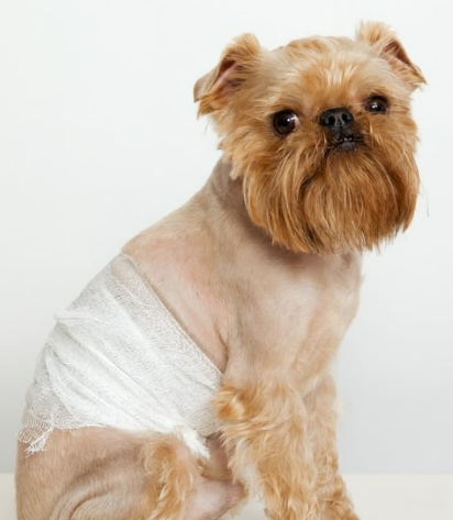 강아지 설탕 섭취 치명적 위험 [증상&amp;#44; 대처 방법]