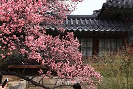 광양매화축제 기간 및 주차장 안내