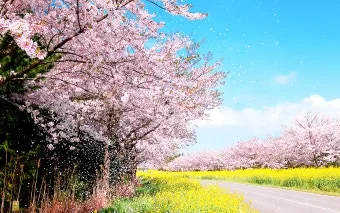 봄꽃 여행지 베스트10 벚꽃 유채 튤립 명소와 걷기 좋은 코스_29