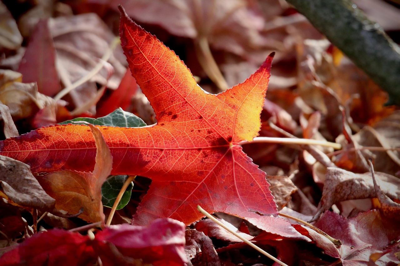 A Leaf of Memory [Nova Rae]