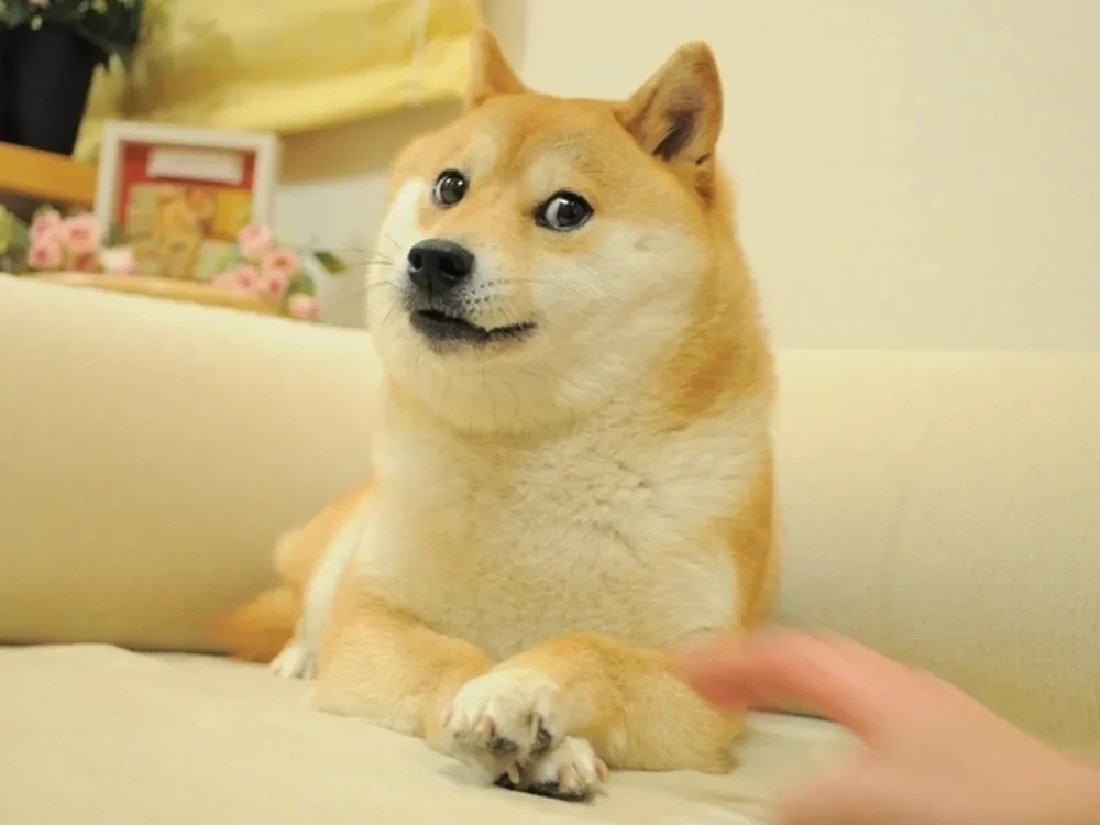 이누