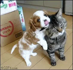 고양이 움짤 귀찮아