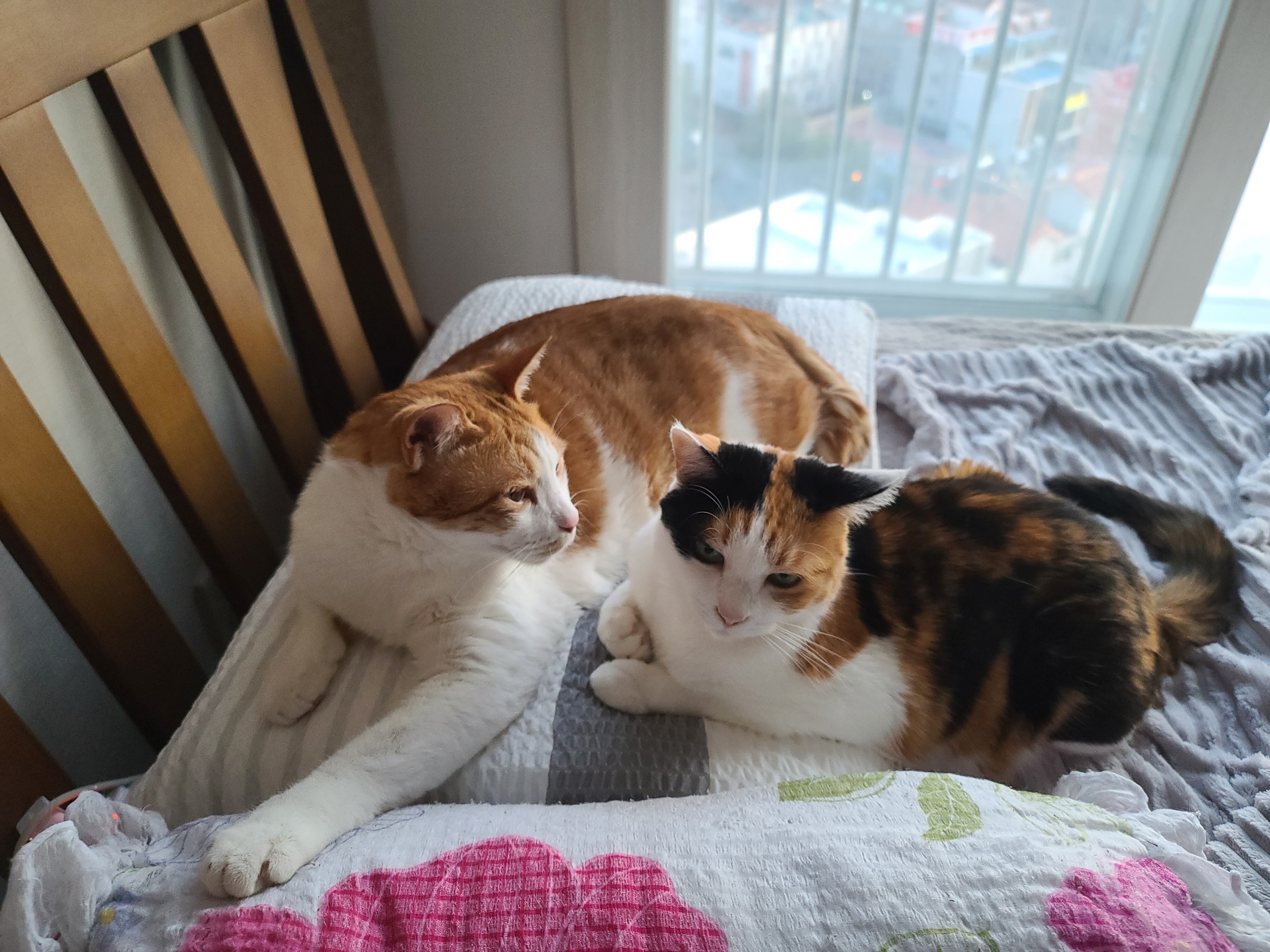 한 베개를 다정히 나눠쓰는 고양이 커플, 막둥이랑 요미 (feat.호야랑 건)