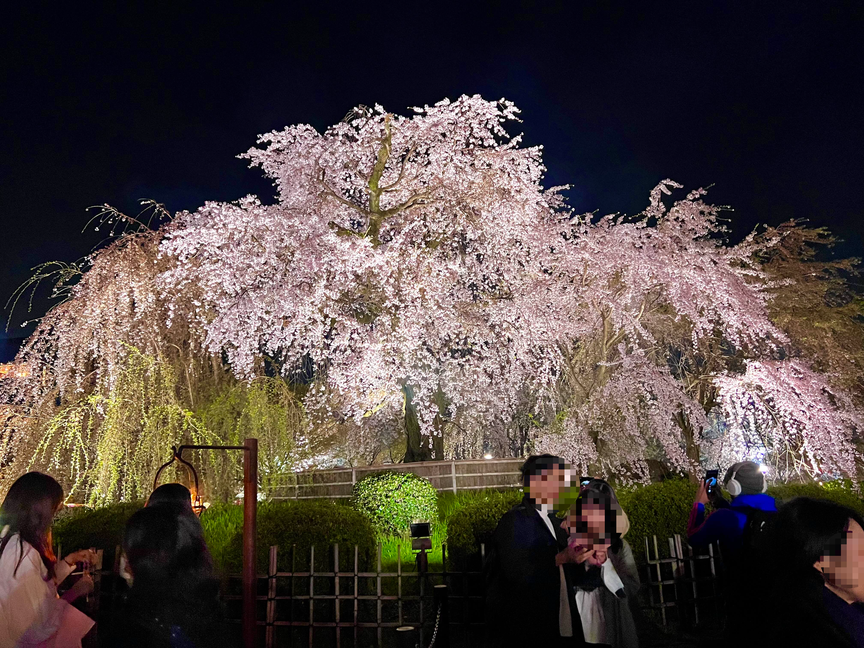 마루야마공원 벚꽃나무 벚꽃축제 교토