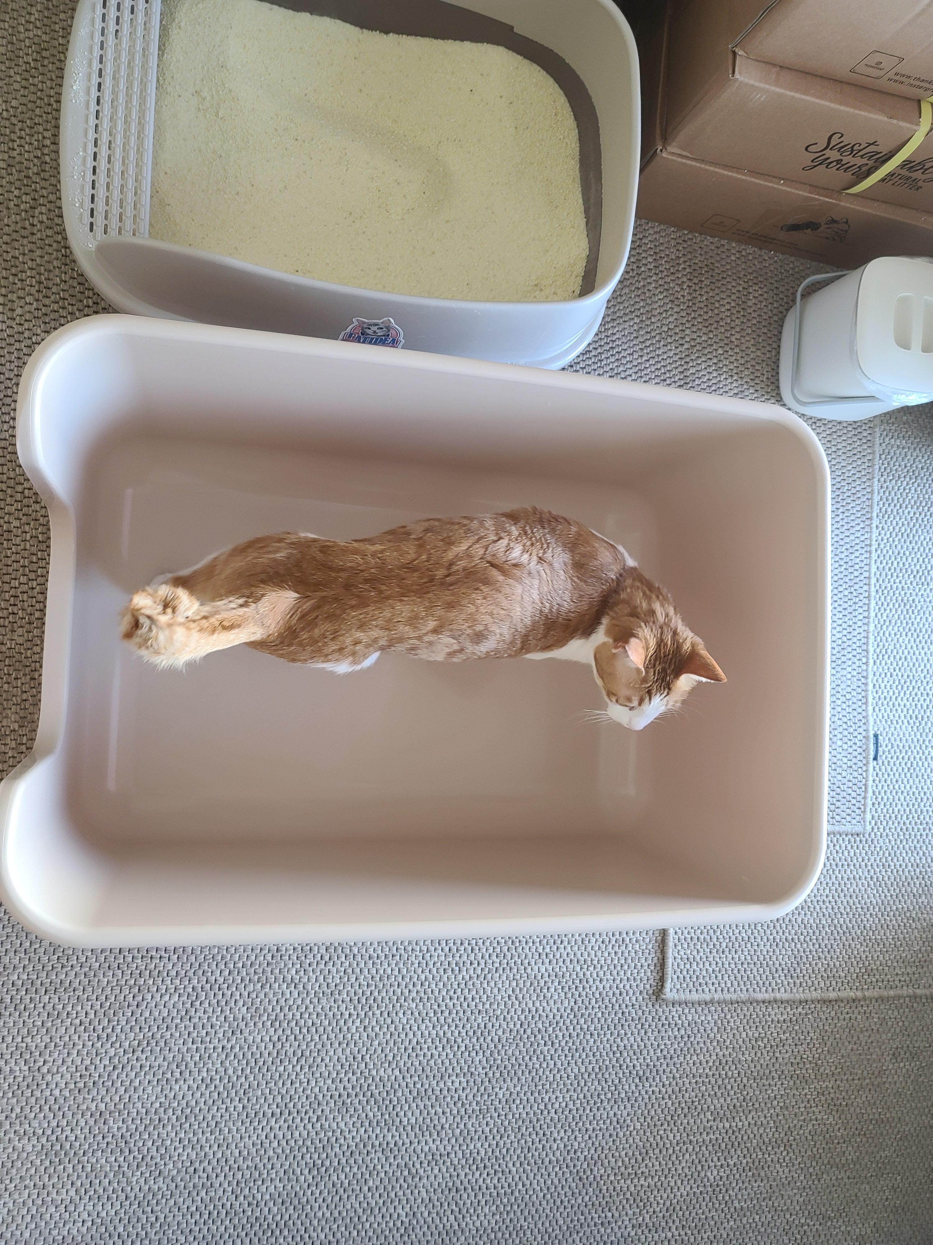 막둥이 삐용이의 방광염 스토리. 내가 생각하는 막둥이 방광염의 원인. 고양이 방광염.